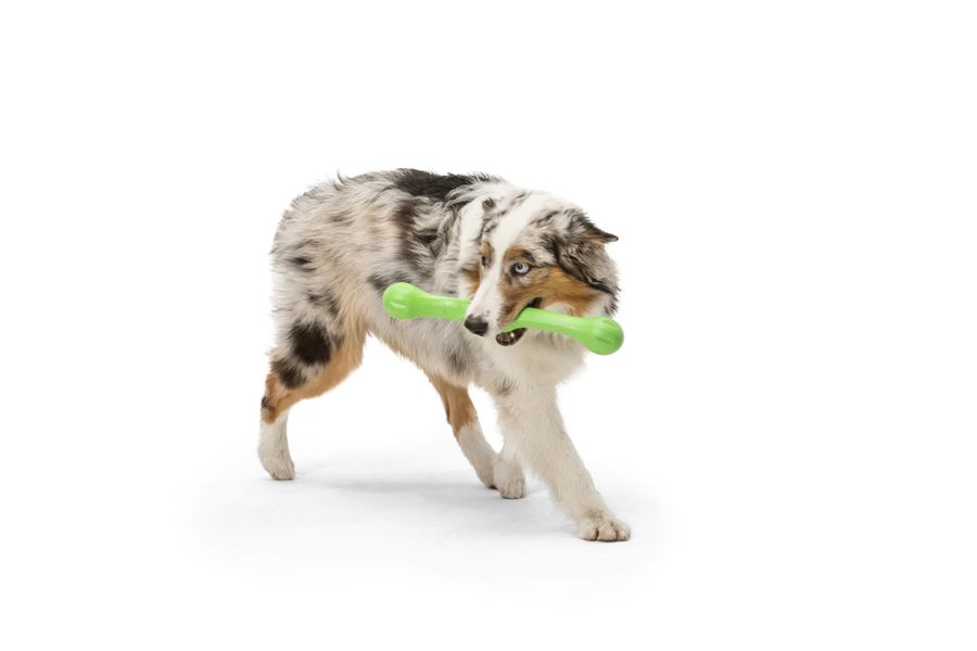 Westpaw zogoflex Zwig hračka pro psa do vody i na přetahování